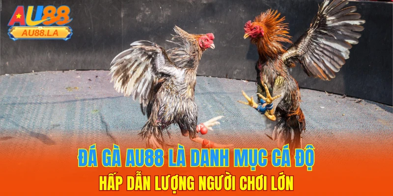 Đá gà AU88 là danh mục cá độ hấp dẫn lượng người chơi lớn